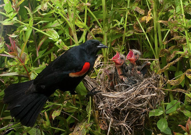 Red-winged Blackbird Egg Hatching