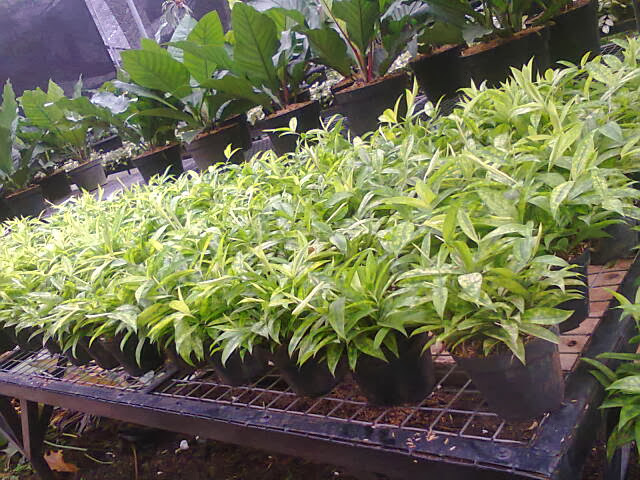 bambu dracena golden