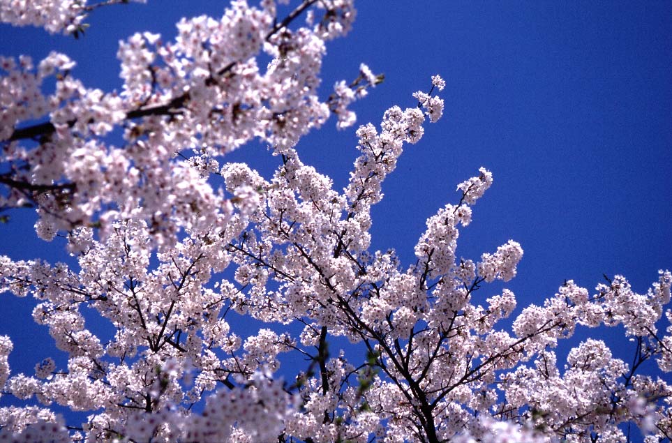 cherry blossom. Cherry Blossom: I Need