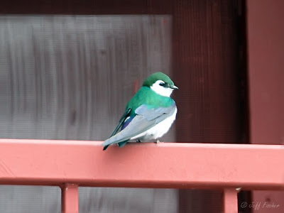 Violet-green Swallow