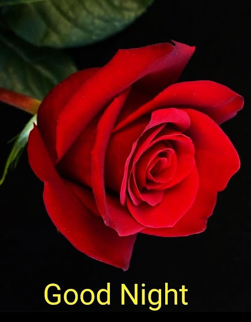 Red Rose Good Night Images