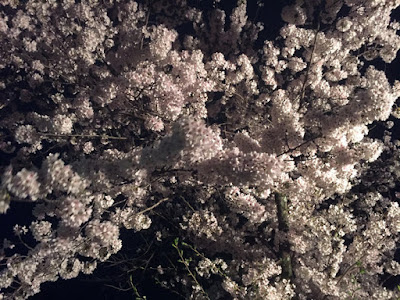 平野神社の夜桜