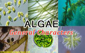 Algae: Characteristics, Classification, Reproduction and Importance