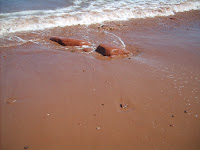 Red Sand and Red Rocks complimented by Blue Ocean