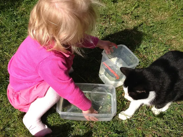 A toddler girl in the garden with a black and white cat