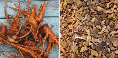 yellow dock root tea drops for cleansing your dog and cat's ears