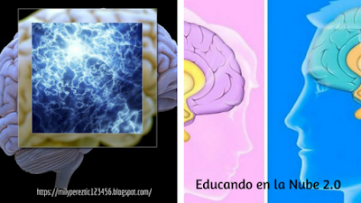 Cerebro masculino-Cerebro femenino