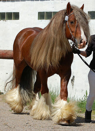 Gypsy Vanner is the among the most expensive horse breeds in the world.