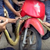(video) CHACO: RESCATAN A SERPIENTE CURIYÚ TRAS QUEDAR ATRAPADA EN UNA MOTO 