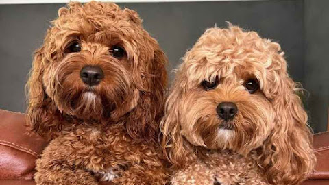 The Cavoodle: A Delightful Mix of Charm and Comfort