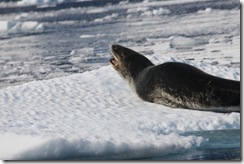 Welcoming Seal
