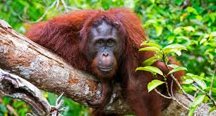 Tanjung Puting National Park