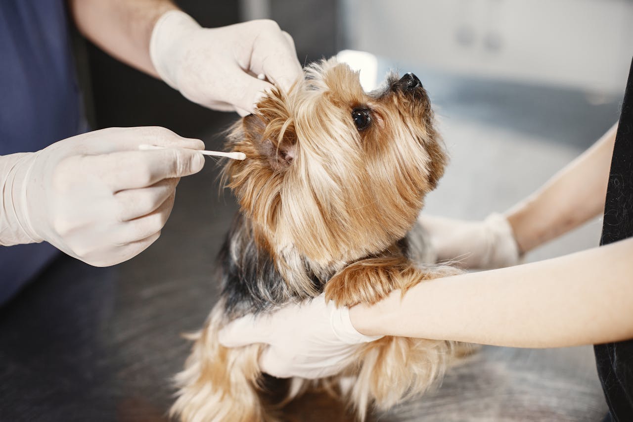 Dog-at-vet-clinic