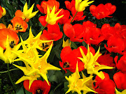 Spring Flowers orange, Yellow star and red Tulips on 5th avenue (orange red yellow tulips )