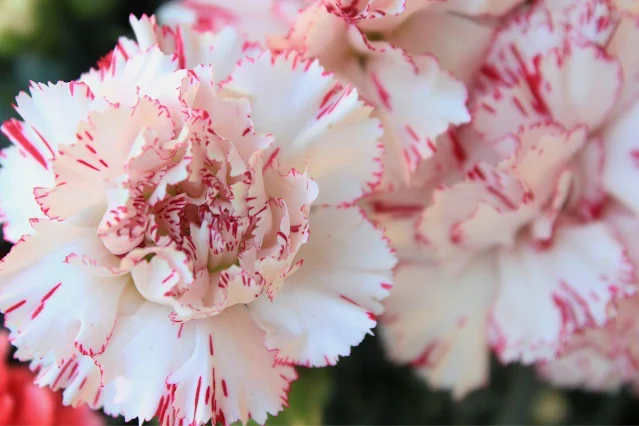 Cravo ou Dianthus caryophyllus Craveiro