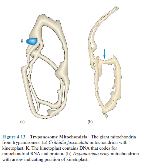 Trypanosome Mitochondria