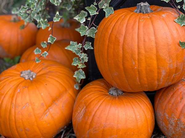 Pumpkin Patches and Halloween October Half Term Activities in Essex 2023