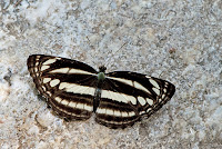 Neptis clinia