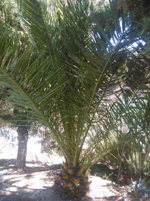 palmera