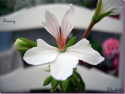 Pelargoner Juli 09 009-3