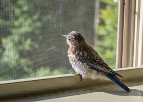 male eastern bluebird fledgling watching out the window