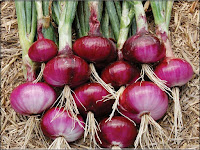 onion - un ognon - Allium cepa