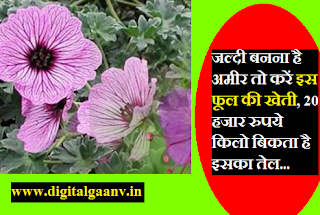 जिरेनियम फूलों की खेती की बढ़ रही काफी डिमांड, 20 हजार रुपये किलो बिकता है इसका तेल