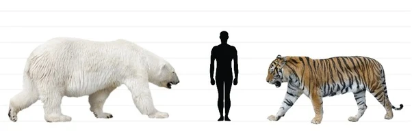 kích thước hổ và người-gấu