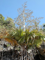 T.spectabilis palm