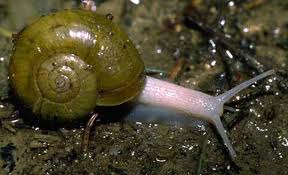 SINDOENGS BLOGS KLASIFIKASI FILUM HEWAN ARTHROPODA SINDOENGS BLOGS KLASIFIKASI FILUM HEWAN ARTHROPODA
