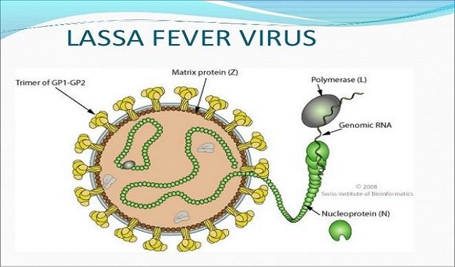 Nigéria: 142 mortes por febre de Lassa -  Letalidade de 35,5%