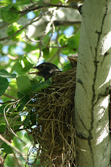 Looking for mom