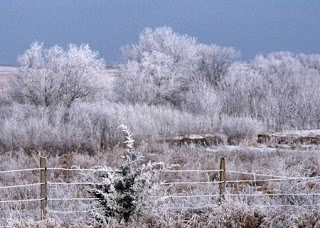 Winter Scene