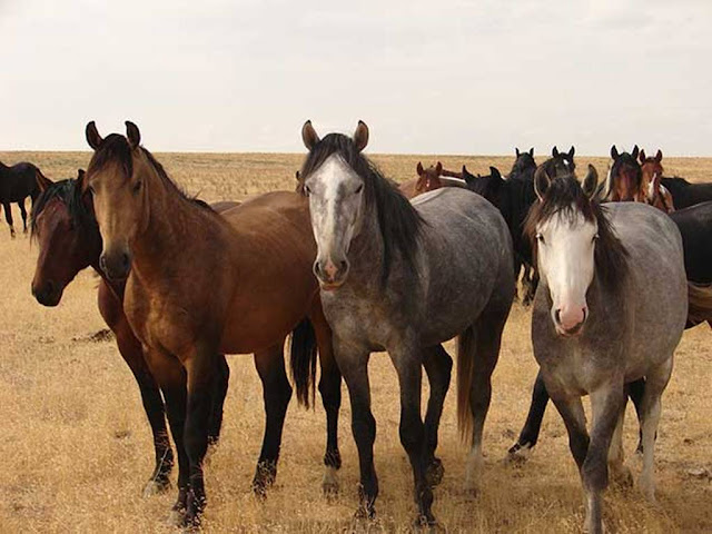 horse-wallpaper-riding