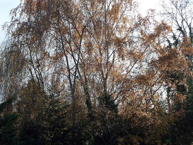 Silver birch from my bedroom window