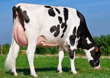 Best Cow HD Wallpaper Free