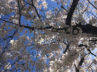 Photo by Sheila Webber cherry blossom April 2023