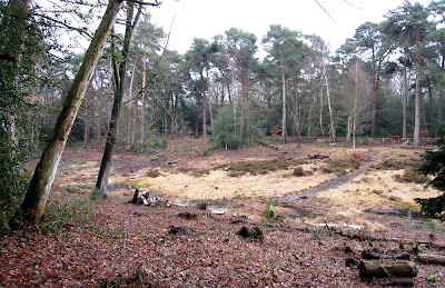 Keston Bog in winter