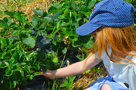 Pick your own strawberries at Brockbushes farm, Corbridge