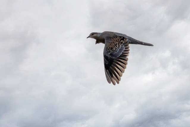 遠くの空を飛んでいるキジバトを撮ってみました　宮城の野鳥