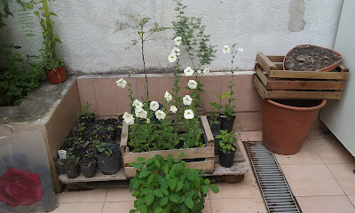 Petunia axillaris - Large white petunia care and culture