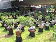 Info Harga Pot Adenium, Pot Keramik