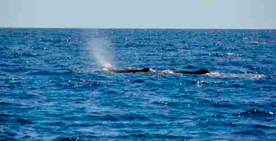 Sperm Whales near Utila