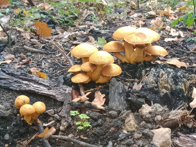 Spectacular Rustgill Gymnopilus junonius, Indre et Loire, France. Photo by Loire Valley Time Travel.