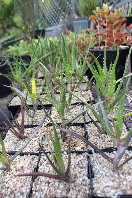 Aloe dawei larger seedlings