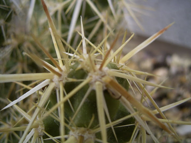 xuong-rong-austrocactus-spiniflorus