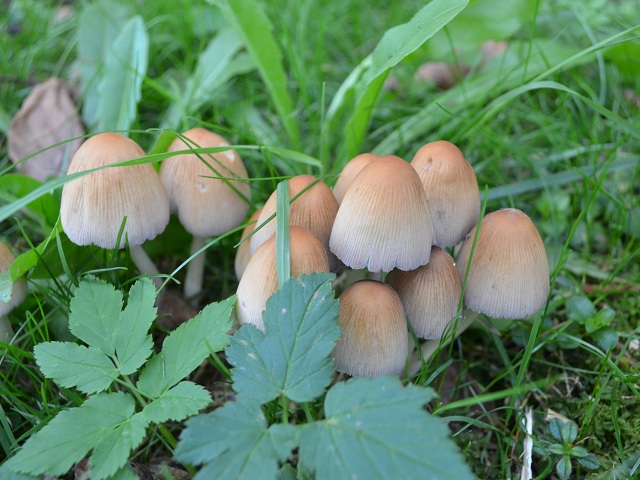 Coprinellus micaceus