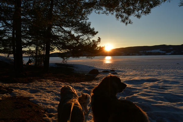 røsholmstranda solnedgang