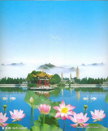 荷花图片Lotus Flower:1gzmu3cup53g7n