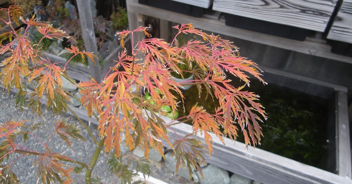 しだれもみじ 枝垂れモミジ の育て方 鉢植えで紅葉を楽しむ メダカの大工